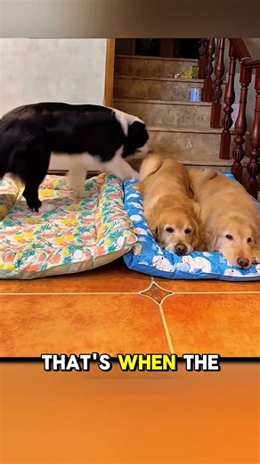 These Dogs Can’t Sleep Without Each Other🥹❤️ #shorts