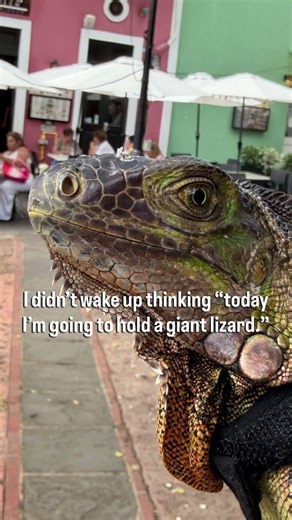 I didn’t wake up, thinking I was going to hold a lizard today