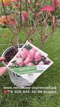 QUICK FIRE FAB® Hydrangea paniculata ‘SMNHPM’ PPAF (Выносливая гортензия)