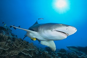 Lemon Shark: Key Facts, Lifespan, Habitat and Information - Discovery UK