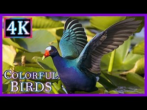 Purple Gallinules - Most Colorful Bird of the Everglades