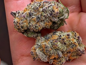 Rainbow Sherbert | Marijuana Strain Reviews