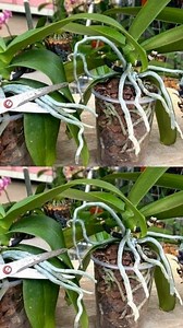 Understanding Orchid Roots: Why They Grow Out of Pots and What You Should Do | The Perfect Garden