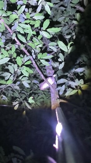 abate de nambu galinha no puleiro!!!