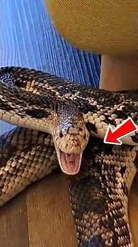 Top 5 most poisonous☠️ animals 😨 #top5 #poisonousanimals