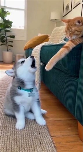 Cat Silently Judges Husky's Howling