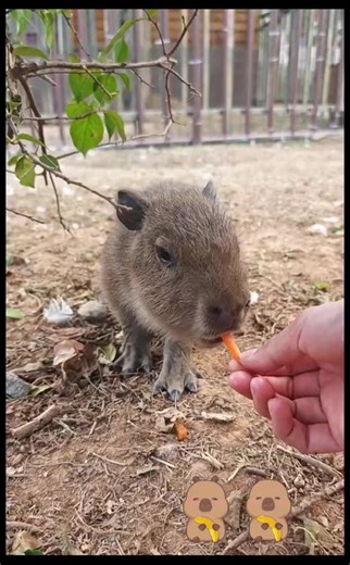 #capybara #peace #love #smileface | Capybara