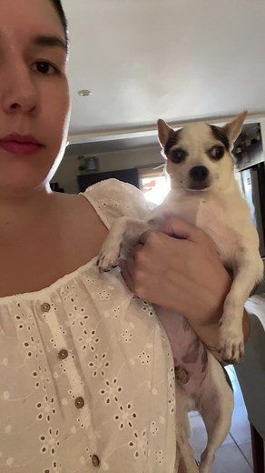 Perro Chihuahua: La Pasión por la Calle