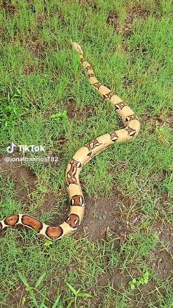 You don't know what will pop out after a rain 👀 #texas #reptile #snake #boa #python #amphibian #blowthisup #fypシ゚viral #earth #naturelove #earth #whyareyoureadingthis #animals #explore #hedontbite #mammals #viral #viralvideo #rain #pet #pets #PetsOfTikTok