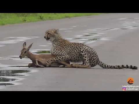 Jangli Janwar video Chita or Hiran