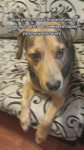 #забавныеживотные #собака #другчеловека #юмор #мем #прикол #рекомендации