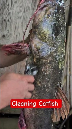 How to Clean Flathead Catfish!!! #fishing #viral #shorts #catfish #howto #fish