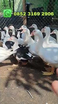 KIRIM ENTOK KE SUMATRA#SHORTS