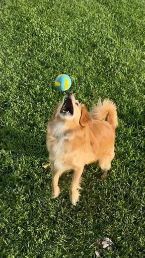 my ball obsessed dog caught the ball 3 times in a row 👏