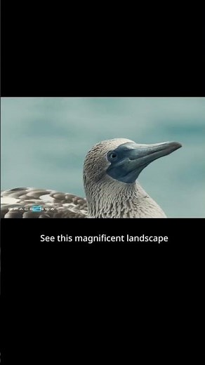 New FUTURE of SPACE Expedition Reveal: Space2Sea Galapagos