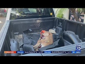 Elusive mountain lion roaming Brentwood for hours finally captured