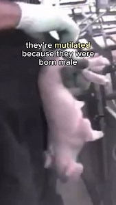 7.3K views · 158 reactions | did you know that male animals are often abused and discarded simply because of their sex? industries that exploit animals for profit engage in horrific practices like genital mutilation, electro-ejaculation, and the mass slaughter of babies  it’s happening every day— but we can change this. take a stand against this systematic torture—go vegan! | peta2 | Facebook