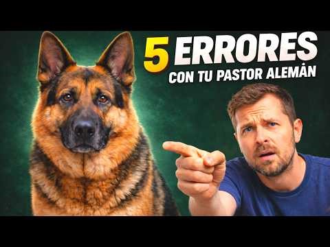 The 5 Fatal Mistakes You Make Daily With Your German Shepherd Without Knowing It