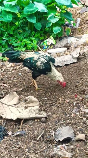 aseel murga top quality (aseel murga tamilnadu Java top quality me)#short#short#video