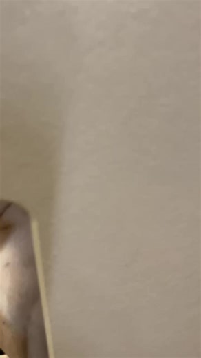 A beabull & frenchie = the cutest combo 🐶😍😍Click the link below or give us a call at 330-893-7038 if you are interested 🌟 https://berlinpetshop.com/breeds/available-puppies/?page=1 #beabullpuppy #frenchbulldog | Berlin Pet Shoppe