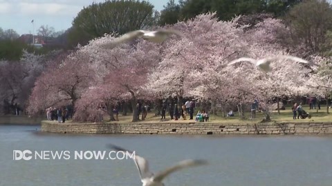 DC Cherry Blossoms: Springtime in Washington