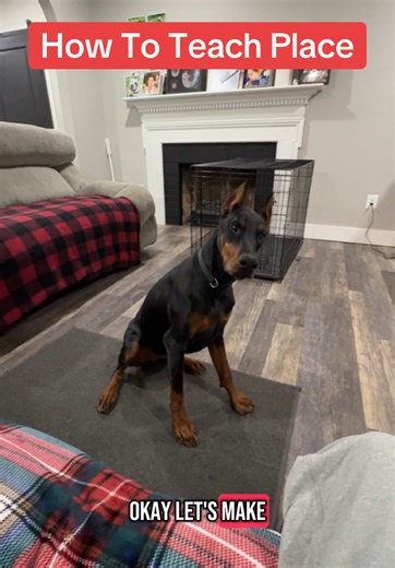 Advanced Place Training #dogtrainer #dogtrainingtips #doberman #dogtips #dogtraining101 #clickertraining #boardandtrain #trainyourdog #hyperdog #calmdog #chilldog #dogtraining #puppytraining