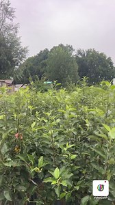 For Booking:7006302900,7006829174,7006322854. Healthy plants are getting ready at Hi-Five Agro Skills for 2024-2025 Plantation. | Hi-Five Agro Skills