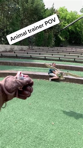 Did you know owls have silent flight? Help owls by not using rodent poison☠️ #animaltrainerpov #zookeeper #owl #notapet #fyp what’s your fav owl fact?