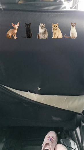 butterfly DK on TikTok