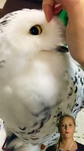 Noon: A small owl that lets humans pet its head.