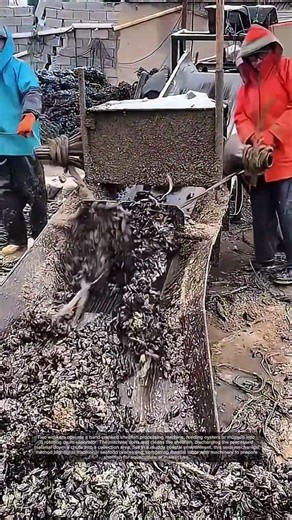 Aquaculture Skills | Semi‑Mechanical Shellfish Cleaning!