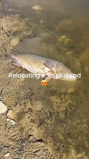 Relocating a Giant Murray Cod in Victoria