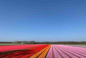 Quiet Tulip Fields In The Netherlands (Free To Visit)