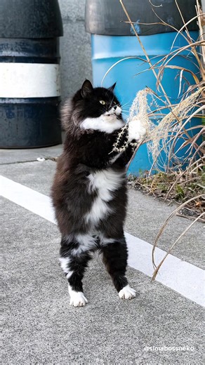 2026 ロビン君カレンダーセレクション ・ 写真は全て 1月31日までの期間限定 スマホ壁紙『2026 ロビン君カレンダー』より ・ 〜お知らせ〜 【販売は1月31日まで】 2026年 ロビン君カレンダー好評発売中！ ・ カッコよさと可愛さをあわせ持つ、 黒白マスク猫「ロビン」のスマホ壁紙用カレンダーが登場！ ・ 全17枚のスマホ壁紙セットです📱 2026年1月から12月までのカレンダー入り壁紙の12枚に加え、 カレンダー表記のない写真壁紙5枚をセットにしました。 ◎写真壁紙は、1月・2月・3月・7月・8月の写真を使用 ・ 1年を通して楽しめるカレンダー壁紙と、 いつでも使える写真壁紙をあわせた、特別なセットです。 ・ ふわふわの毛並み、まんまるおめめ、のびのびリラックスした姿… ロビン君の愛らしさに、毎日ほっこり癒やされてください。 ・ ★販売は minne simabossneko's shopにて https://minne.com/items/44628716 ・ ※minne公式アプリからは、壁紙をご購入いただけませんのでご注意ください。 WEBブラウザよりminneにロ