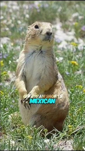 TOP 5 Animals Only Found In Mexico.