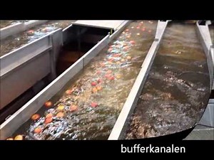 GREEFA - Fischer - GeoSort 6 lane grading and packing machine for apples in Brazil