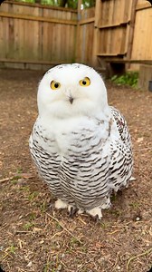 Did you know a single Snowy Owl can eat approximately 1,600 lemmings in just one year? ❄️ These powerful raptors play a vital role in maintaining healthy ecosystems by keeping rodent populations in check. Protecting our native raptors means promoting a healthy balance within our ecosystems! 🦉 Quillo, Snowy Owl. #islandraptors #birdsofprey #tourismcowichan #raptors #explorebc #getcloser #tourismvictoria #cowichanvalley #birder #snowyowl | The Raptors