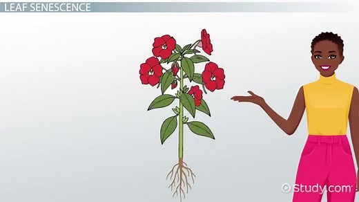 Senescence in Plants | Definition, Benefits & Hormones