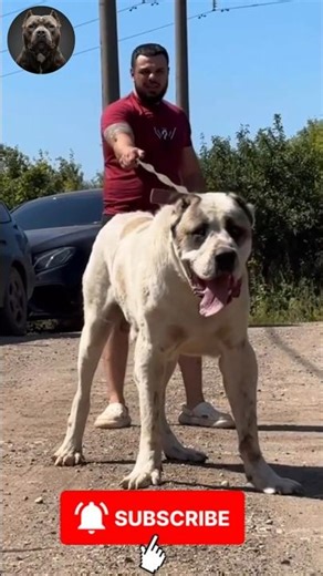 MIND-BLOWING: Puppy EXPLODES Into COLOSSAL Dog 🔥 | #MegaMutts