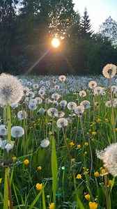 Diente de león (Taraxacum officinale) - #MiViveroFavorito | Mi vivero favorito