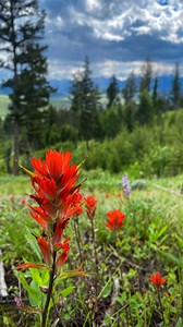 Planning a trip to Yellowstone and Grand Teton this summer? Our expert-guided safaris provide incredible opportunities to spot bears, wolves, bison, and more in these iconic national parks. | Jackson Hole Wildlife Safaris | Facebook