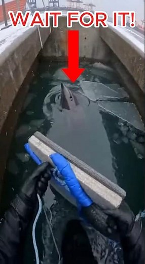 First Person Dolphin Rescue Trapped in Icy Harbor Canal