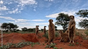 From ground level, a GoPro action cam captures the Meerkat's alert stance and vigilant scanning of the surroundings, providing a glimpse into their instinctual behaviour and life in the Kalahari.