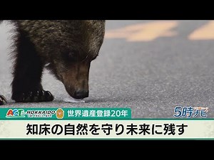 世界自然遺産登録から20年 知床を守る取り組み 2025年7月22日放送のActｆor Hokkaidoで放送