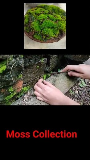 How to grow moss at home | Moss Gardening