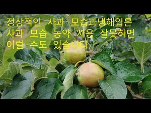 사과동녹현상 사과나무 냉해 모습 사과나무 농약잘못사용했을때 나타나는 현상
