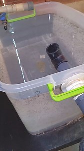 Reproduction des silures. Tout le monde peut obtenir ce résultat. C'est la partie la plus simple du processus. Bonne semaine à nous. #pisciculture #tilapia #silure #étanchéité #bassin | Thomas Bouda