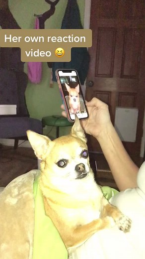 Tinkerbell on TikTok