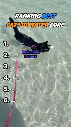 Ranking Best CATS IN WATER Core Moments 💦😹 #cats #funny