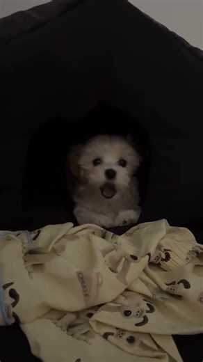 ✨ Meet our little bundle of joy, a Maltese puppy as adorable as a fluffy cloud! 😍